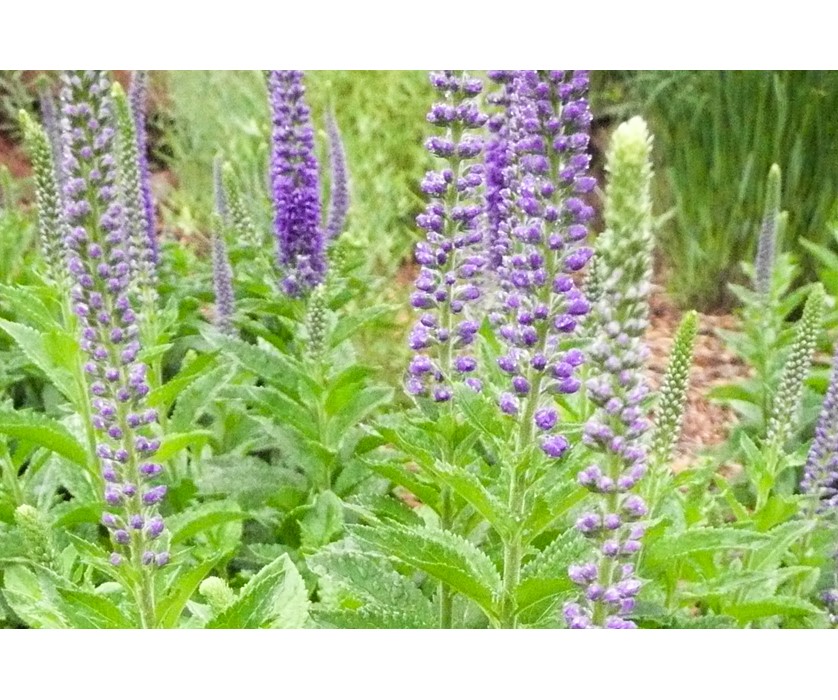 Sunny Border Blue Speedwell